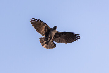 Low angle close up shot of a black eagle (Ictinaetus malaiensis) flying against a blue clear sky
