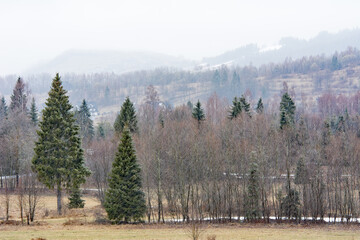 Beautiful early spring spruce forest in Polish mountains - 498601149