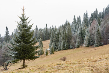 Beautiful, frosty spruce forest in Polish mountains - 498601167