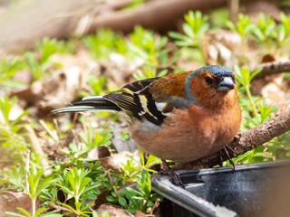 Male finch bird close up