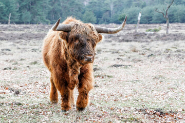 Scottish highlander or Highland cow cattle (Bos taurus taurus) searching for food in Deelerwoud in the Netherlands. 