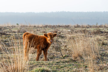 Scottish Higlander or Highland cow cattle (Bos taurus taurus)  walking and grazing in National Park...