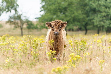 Scottish Higlander or Highland cow cattle (Bos taurus taurus)  walking and grazing in National Park Veluwezoom in the Netherlands.