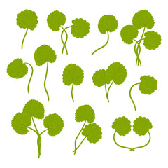 Leaves, stem of Gotu kola. Centella asiatica.