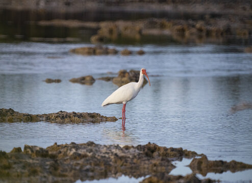 White ibis standing in a lake