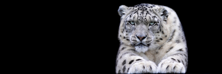 Template of a snow leopard with a black background