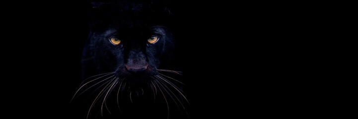Template of a black panther with a black background - obrazy, fototapety, plakaty