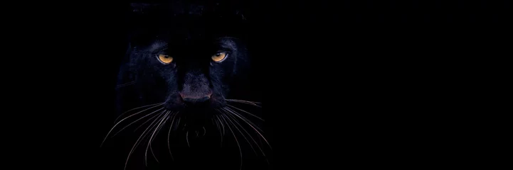 Rolgordijnen Template of a black panther with a black background © AB Photography