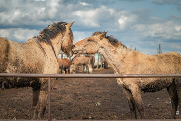Two horses are playing in a paddock on a sunny day.