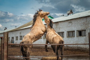 Naklejka premium Two horses are playing in a paddock on a sunny day.