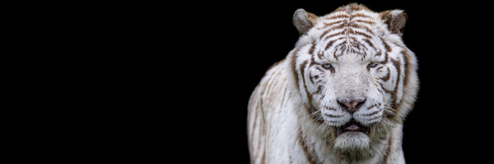 Template of a white tiger with a black background © AB Photography