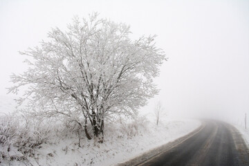 White hoarfrost covered ice-tree at the edge of a road - 498603390