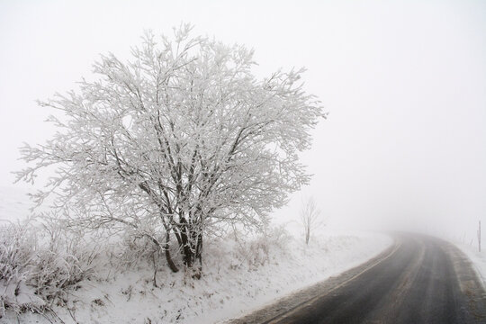 White hoarfrost covered ice-tree at the edge of a road