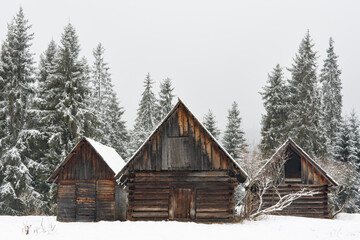 Three old wooden huts in a clearing of spruce forest in winter - 498603503