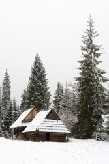 Two old wooden huts and tall spruces in a clearing of spruce forest in winter - 498603517