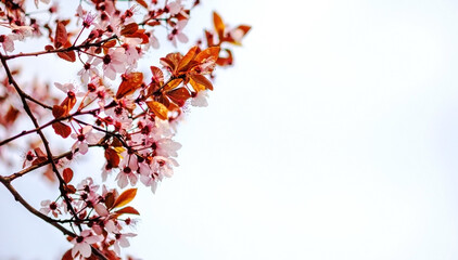 cherry blossom