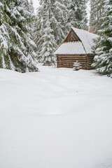 Deep fresh snow and a wooden hut with a small spruce tree in a spruce forest - 498603538