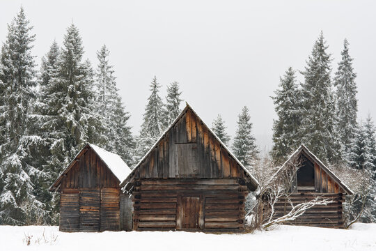 Three old wooden huts in a clearing of spruce forest in winter