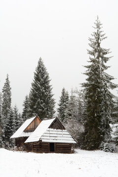 Two old wooden huts and tall spruces in a clearing of spruce forest in winter