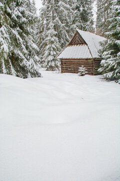 Deep fresh snow and a wooden hut with a small spruce tree in a spruce forest