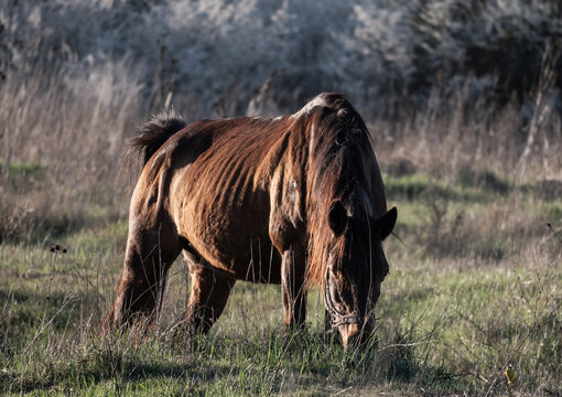 A weak, malnourished horse grazes in a field. Poor horse, sad on the field.