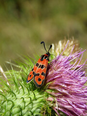 nocturnal butterfly of diurnal habits, of the genus Zygaena, small but with an intense red and black color