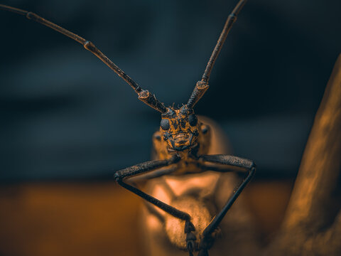 Closeup shot of Batocera rufomaculata