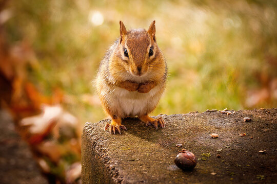 Shallow focus shot of a chipmunk standing on a stone - Powered by Adobe