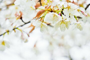 雨に濡れるソメイヨシノの桜の花と葉桜