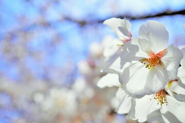 青空を背景に逆光で光るソメイヨシノの桜の花のアップ