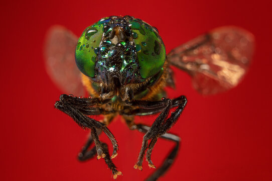 Closeup shot of a green Tabano isolated on red background