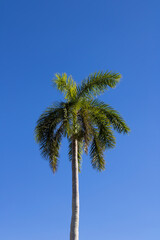 Vertical shot of the national symbol of Cuba Palma real © Wirestock Creators