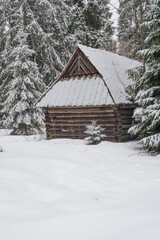 Wooden hut with a small spruce tree in a spruce forest with deep fresh snow - 498605167