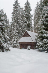 Wooden hut with a small spruce tree in a spruce forest with deep fresh snow - 498605169