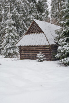 Wooden hut with a small spruce tree in a spruce forest with deep fresh snow
