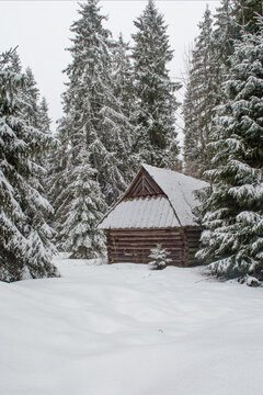 Wooden hut with a small spruce tree in a spruce forest with deep fresh snow