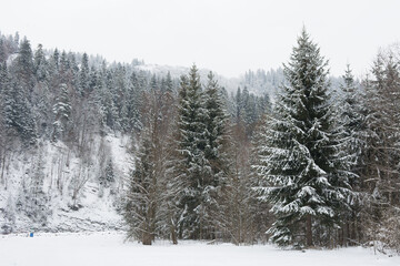 Spruce tree in snow covered forest in winter in Polish mountains - 498605310