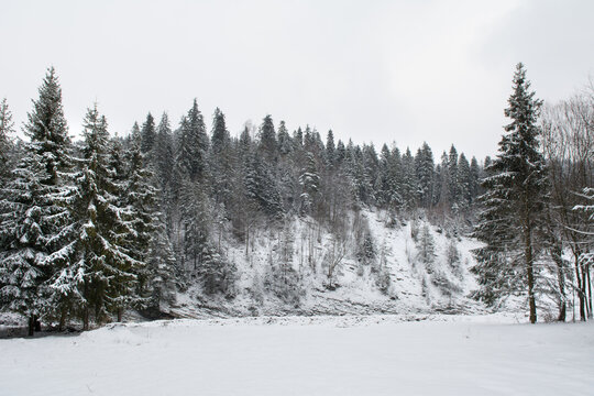 Snow covered forest in winter in Polish mountains