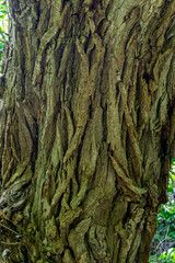 Close view of oak tree trunk revealing the strong textures of the bark