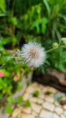 Blur photo Dandelion flower growing wild in a park in the Cikancung area, Indonesia