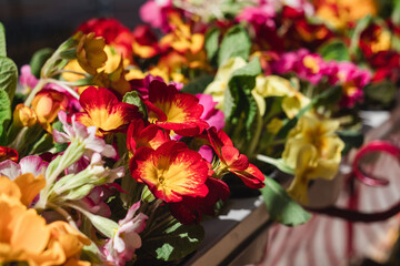 Multicolored primula vulgaris or primrose for sale in flower market in spring time.