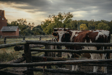 Cow grazing behind a fence in Nauvoo, Illinois
