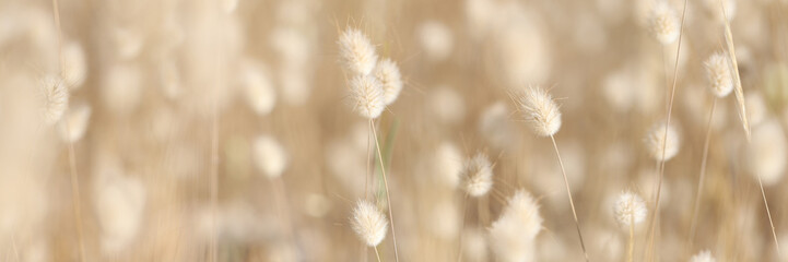 Closeup of dry plant bunny tail background