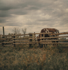 Cow grazing behind a fence in Nauvoo, Illinois