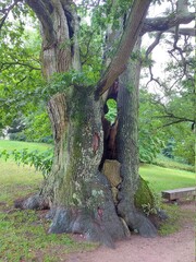 old oak tree