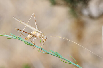 Closeup of the nature of Israel - grasshopper rhaphidophoridae