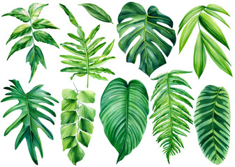 Fototapeta Collection of tropical leaves. watercolor isolated elements on a white background. Palm leaf obraz