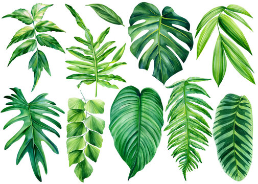 Tropical Leaf Clip Art Images – Browse 74,085 Stock Photos, Vectors, and  Video