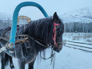 Beautiful shot of a black horse pulling a cart on a snowy day in Kazakhstan