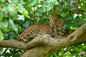 Closeup shot of a leopard on a tree in a jungle